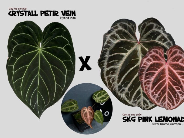 Anthurium crystall x SKG Pink lemonade