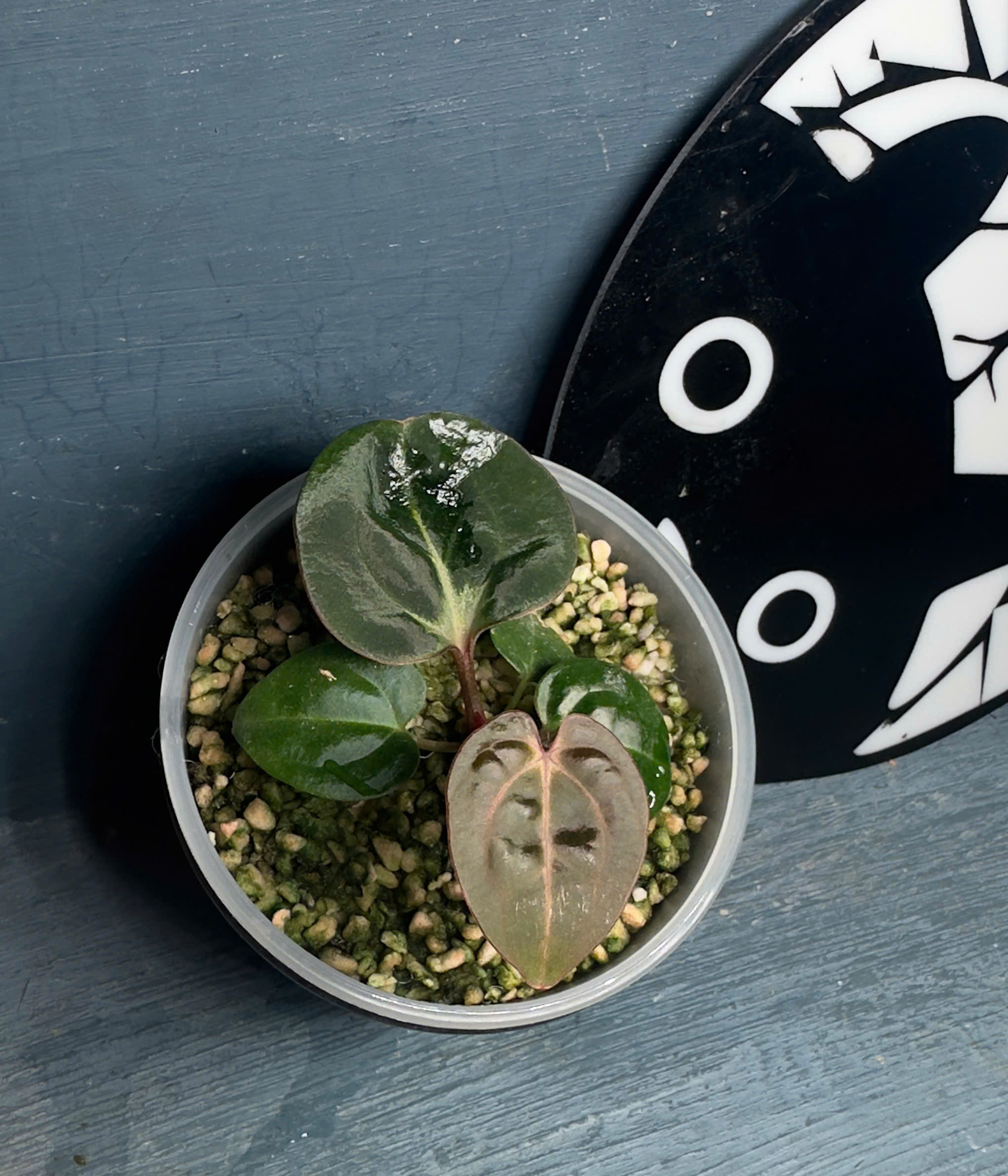 Anthurium Carlablackie x Carlablackie