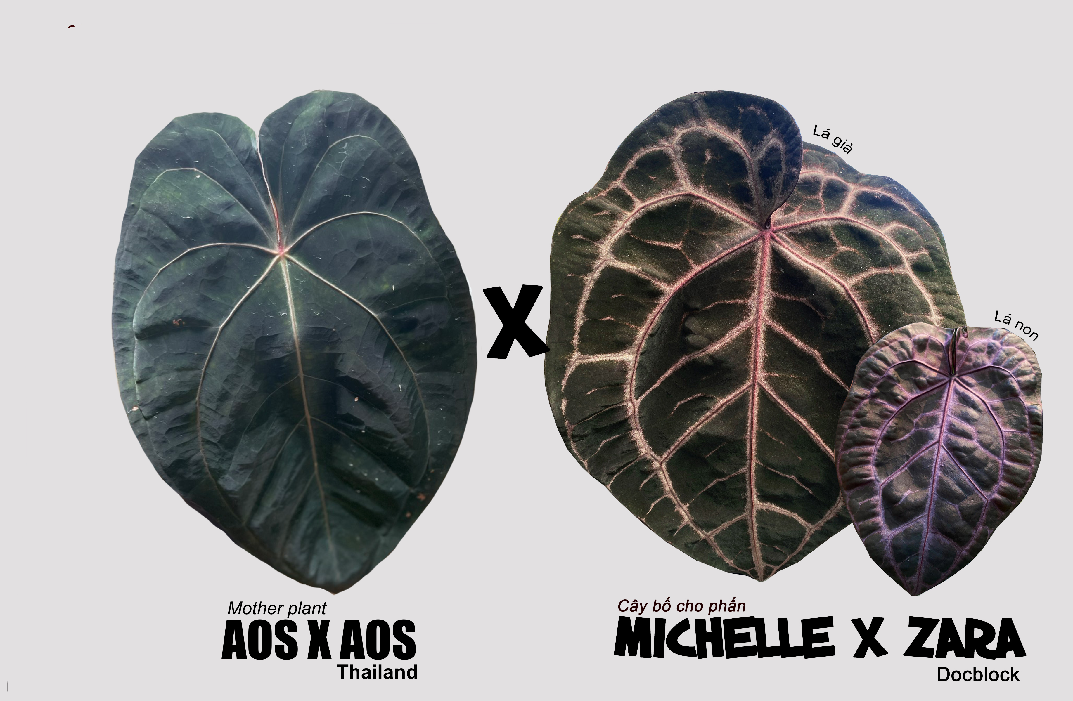 Anthurium (AOS x AOS) x Red crystall Docblock