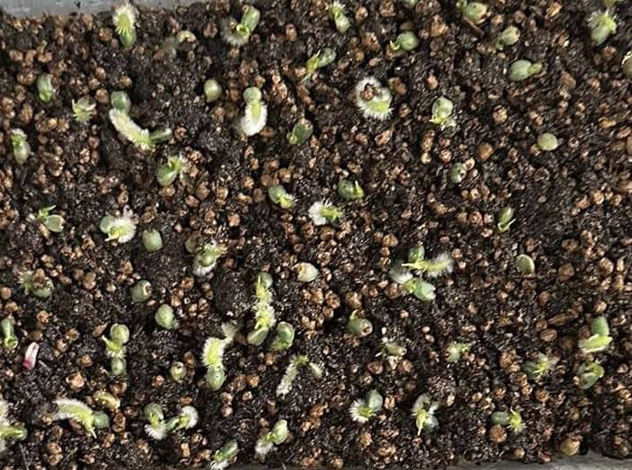 Seed