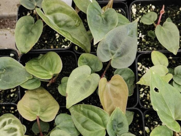 Seedling
