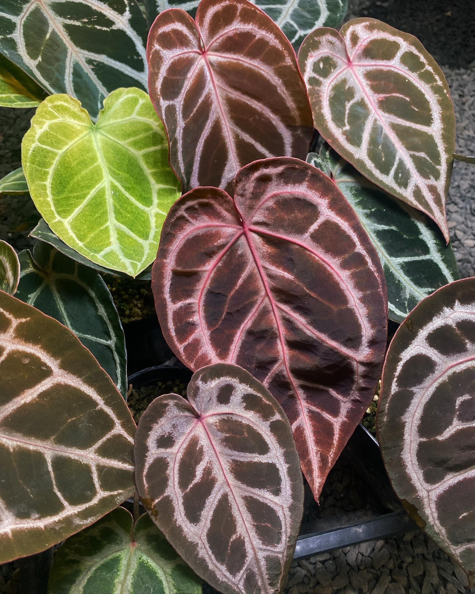 Rare Anthurium