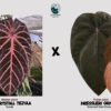 H538 Red crystall Tezula x Dressleri