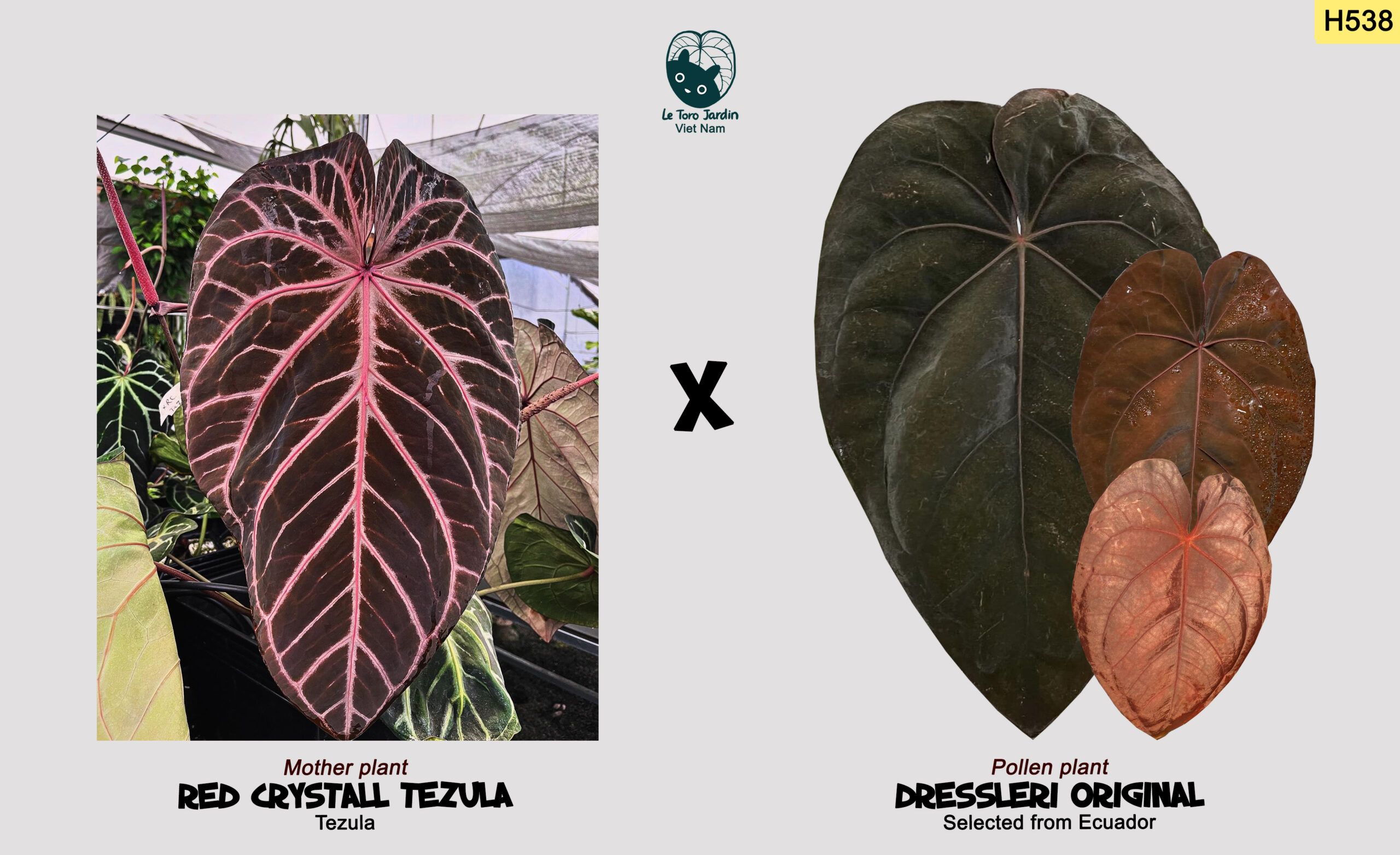 H538 Red crystall Tezula x Dressleri